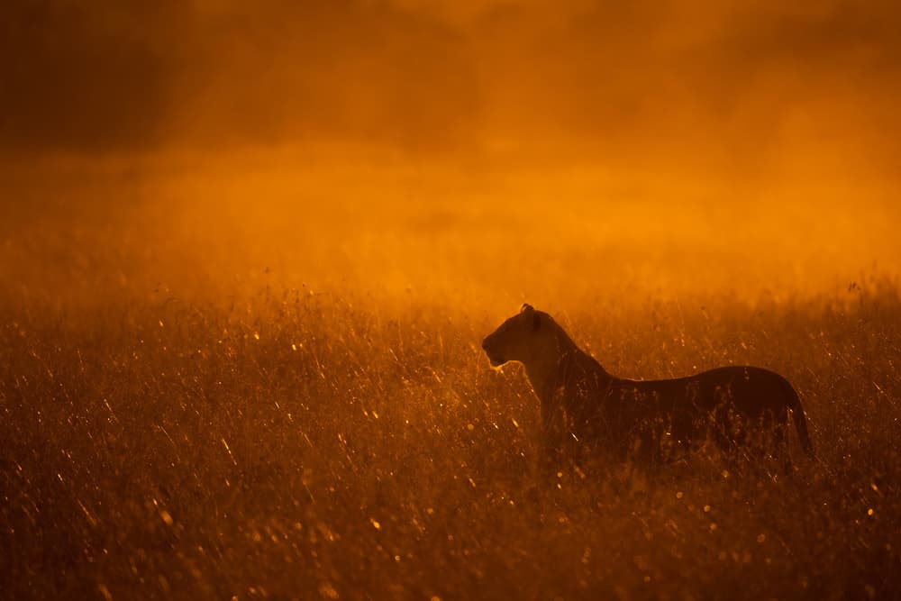 Golden Hour Lioness by Mohammed Alnaser — canvas wall art