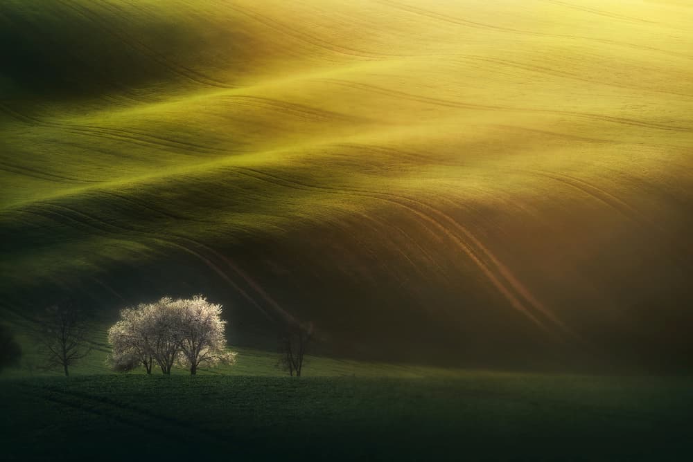 Golden Hillside Bloom by Grzegorz Lewandowski — canvas wall art