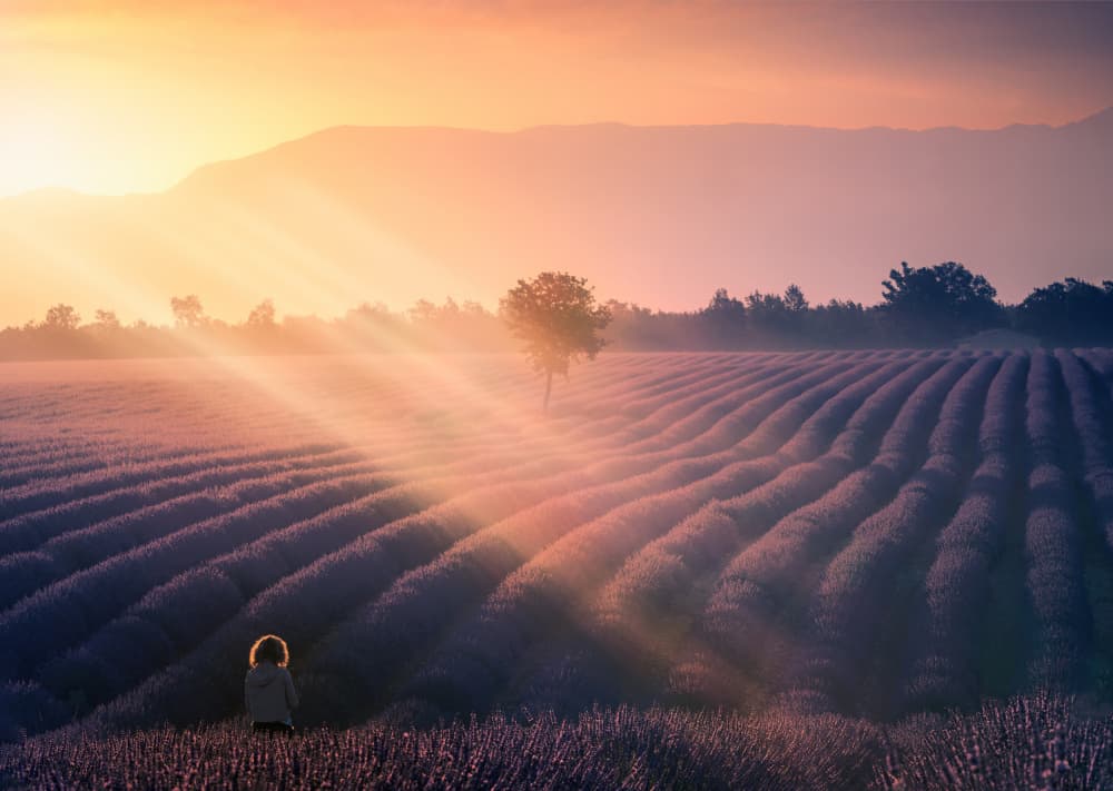 Golden Hour Lavender Field by joanaduenas — canvas wall art