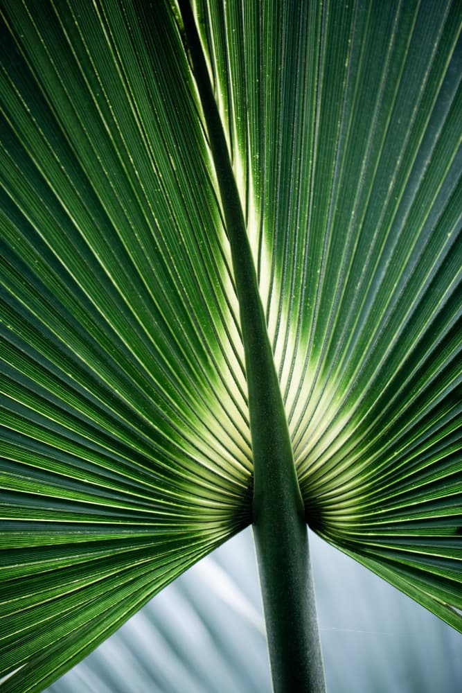 Leaves 12 by Mareike Böhmer — canvas wall art