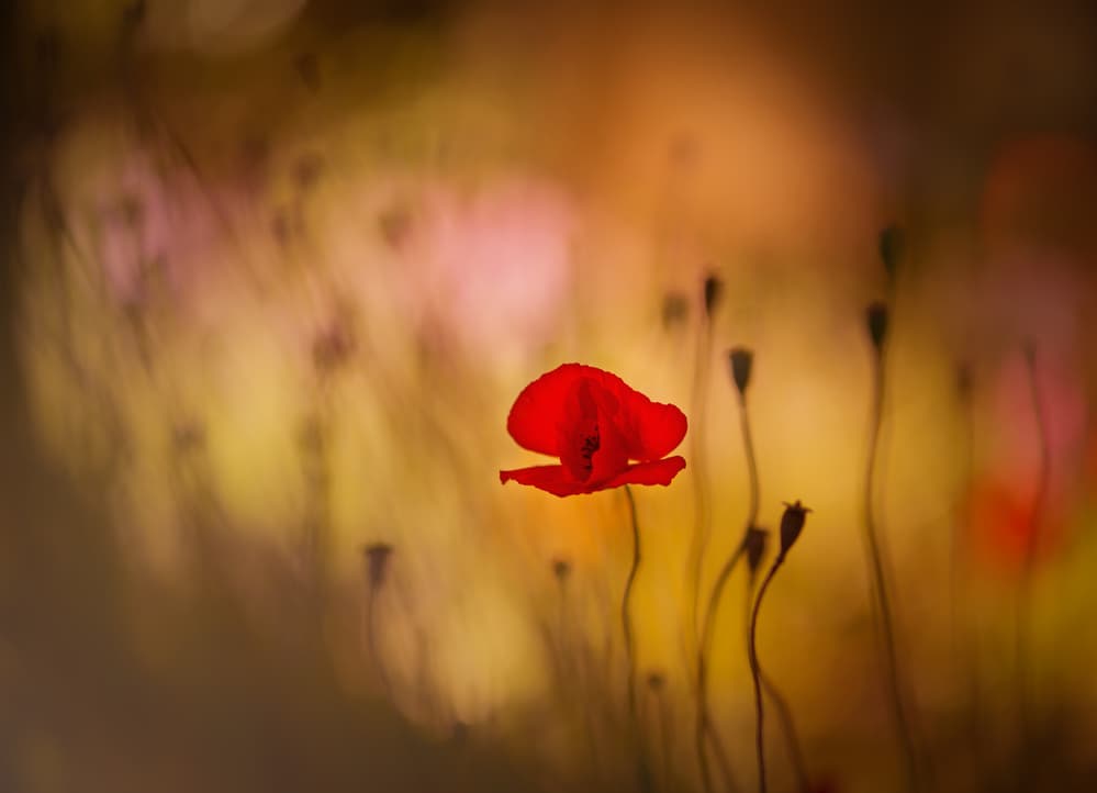 Vibrant Red Poppy by Keren Or — canvas wall art