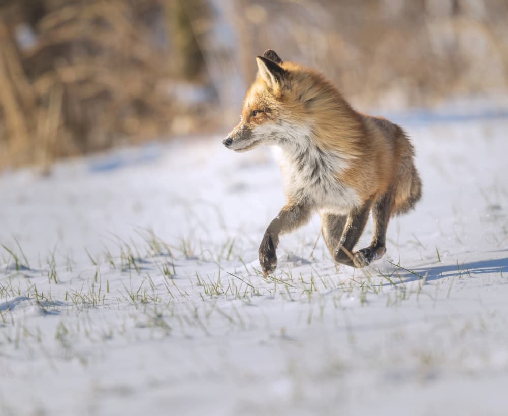 Running Red Fox by Deming W — canvas wall art