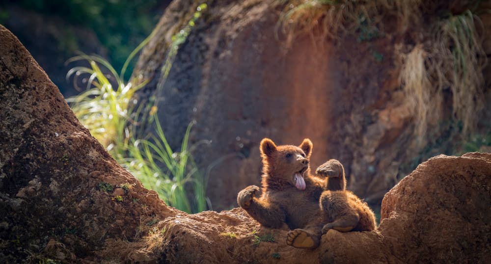 Yawning Bear Cub by Sergio Saavedra Ruiz — canvas wall art