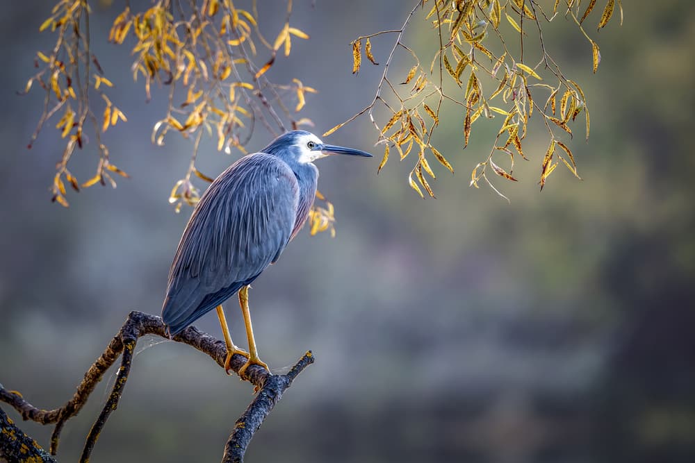 Heron in Golden Light by Frank Ma — canvas wall art