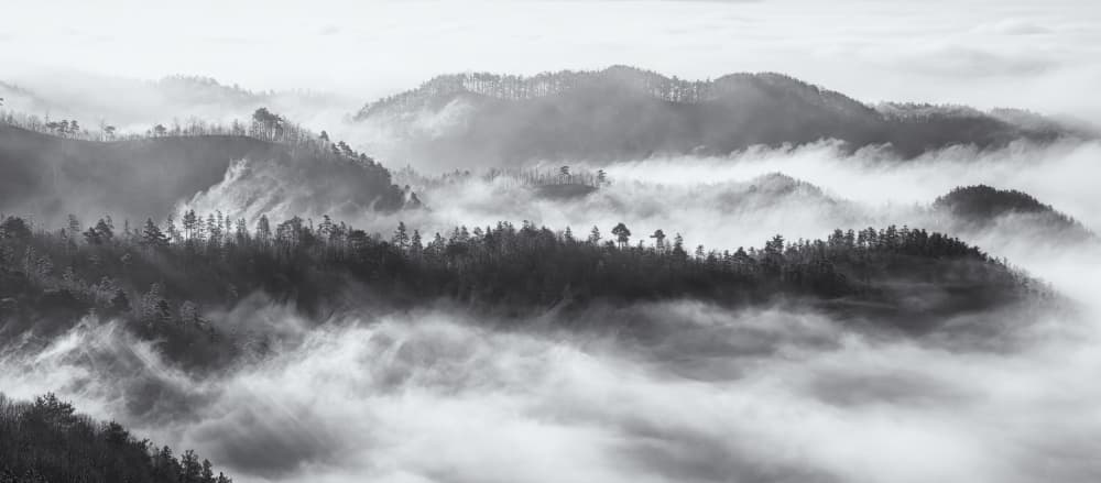 Misty Mountain Forest by Tiger Seo — canvas wall art