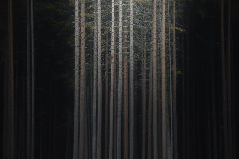 Misty Forest Trunks by Thomas de Franzoni — canvas wall art