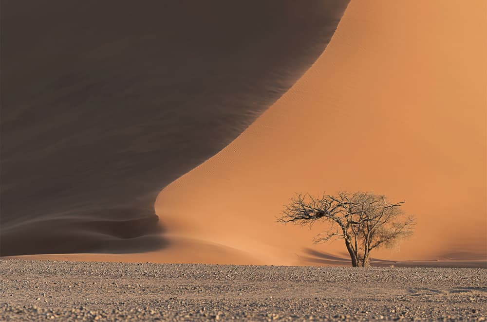 Solitary Tree Desert Dune by Bart Michiels — canvas wall art
