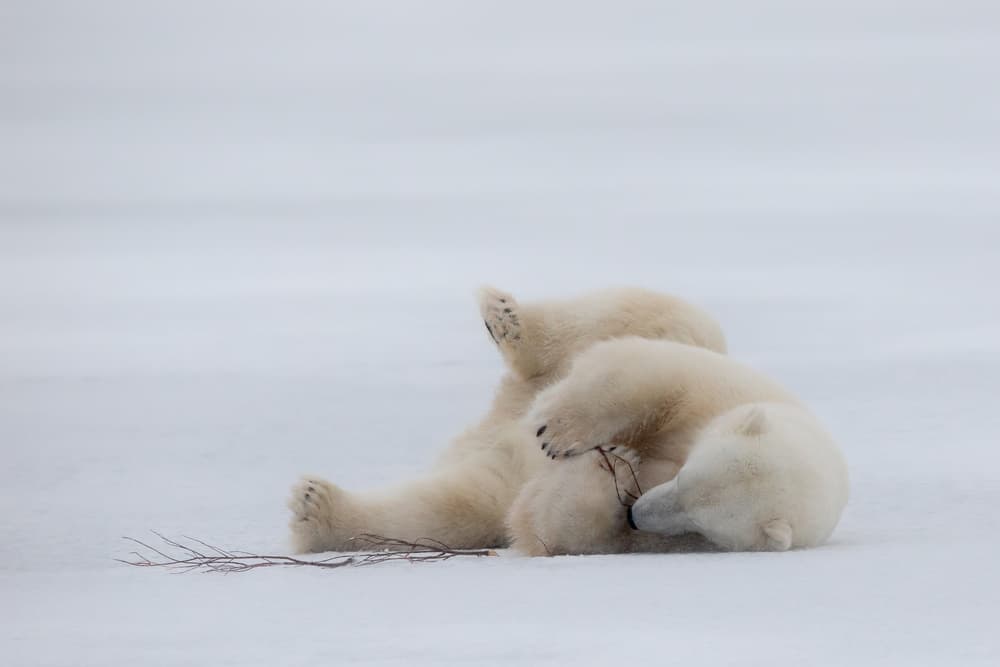 Playful Polar Bear Cubs by Alessandro Catta — canvas wall art