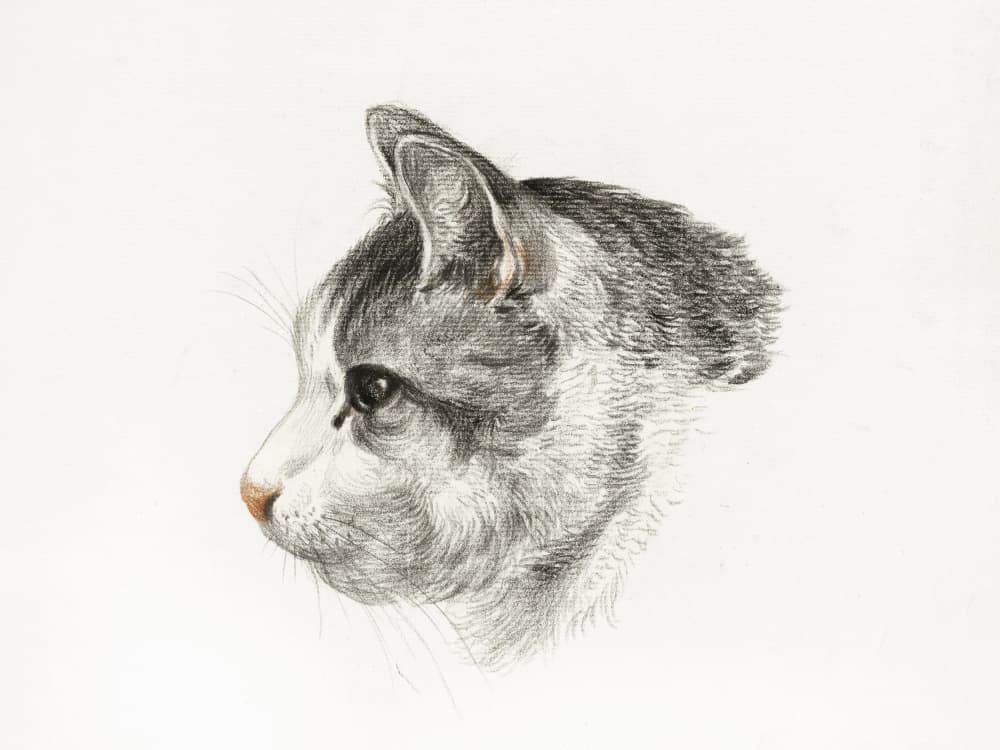 Sketch of a Cat (1819) By Jean Bernard (1775 1883)