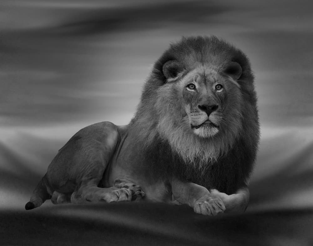 Regal Lion Portrait by Krystina Wisniowska — canvas wall art
