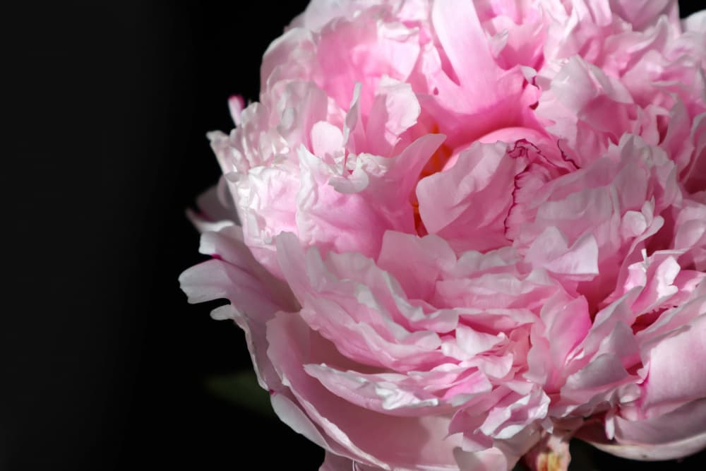 Soft Pink Peony by Rosana Laiz Blursbyai — canvas wall art