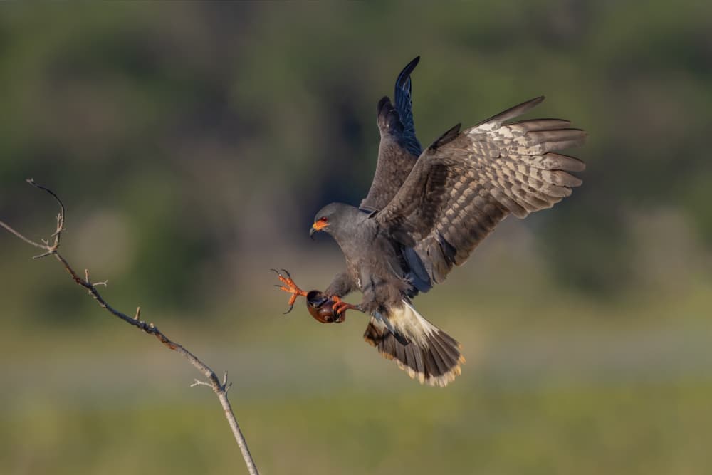 Dynamic Hawk Flight by Max Wang — canvas wall art