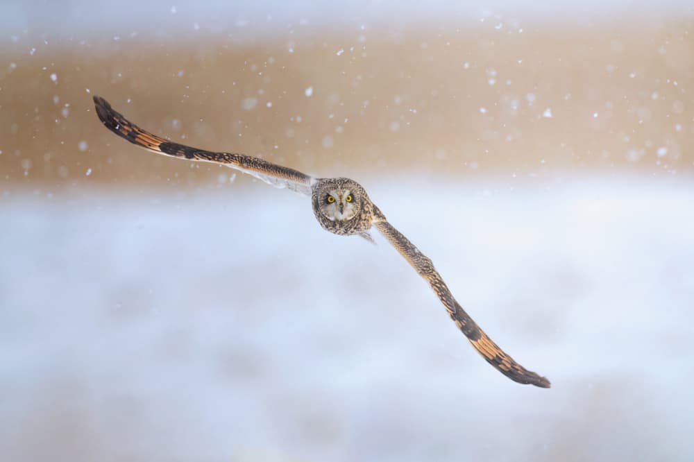 Flying Owl In Snow by Tao Huang — canvas wall art