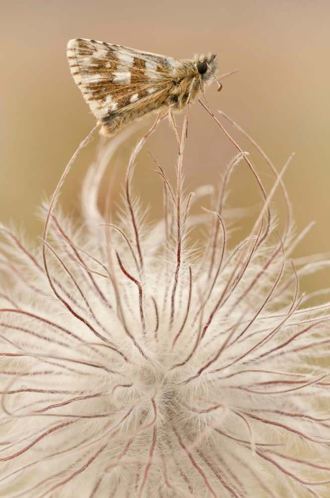 Delicate Skipper Rest by Jakob Arnholtz — canvas wall art