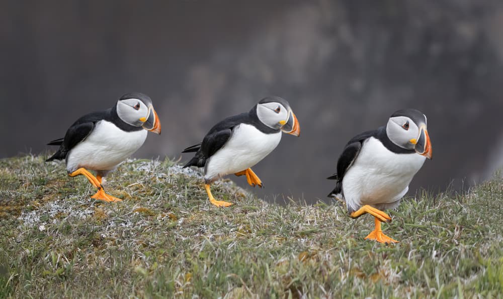 Puffins On Parade by Molly Fu APA — canvas wall art