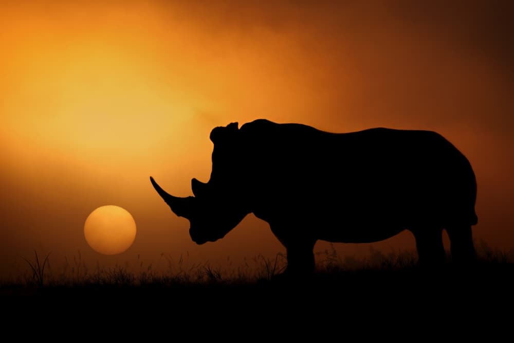 Rhino Sunset Silhouette