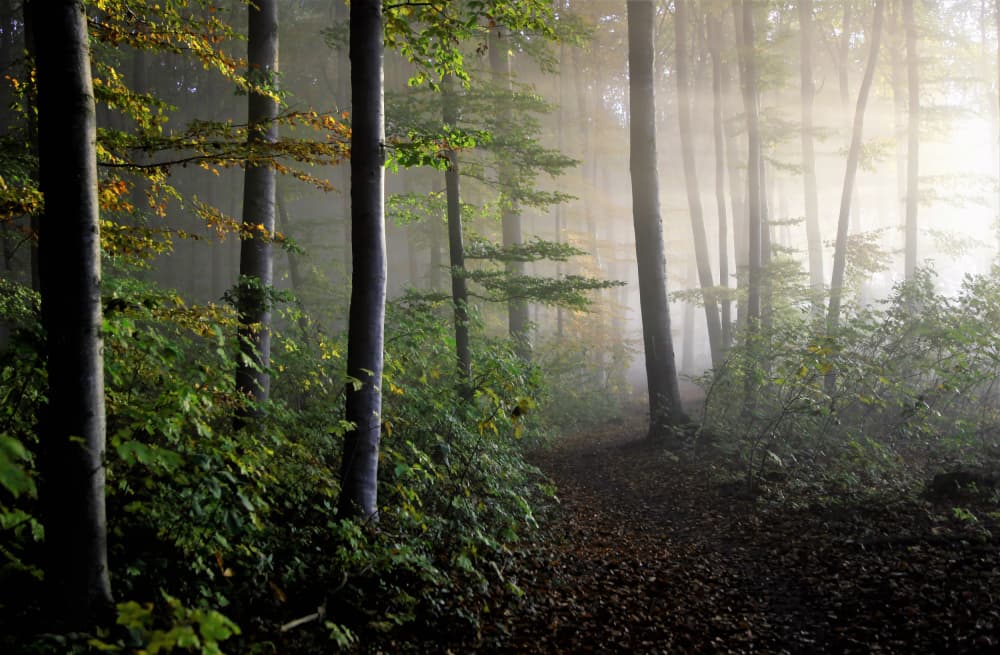 Sunlit Forest Path by Irma Warth — canvas wall art