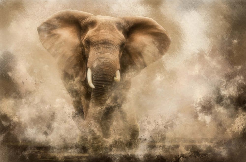 Majestic Elephant Charge by Charlaine Gerber — canvas wall art