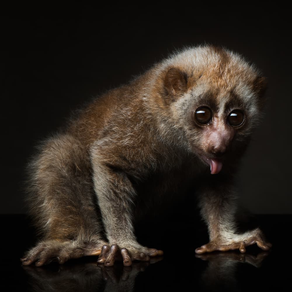 Big Eyed Slow Loris by Rostovskiy Anton — canvas wall art