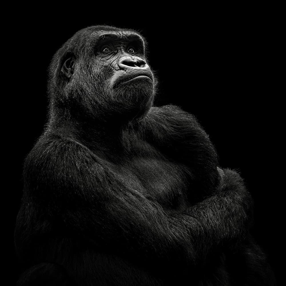 Pensive Gorilla Portrait by Christian Meermann — canvas wall art