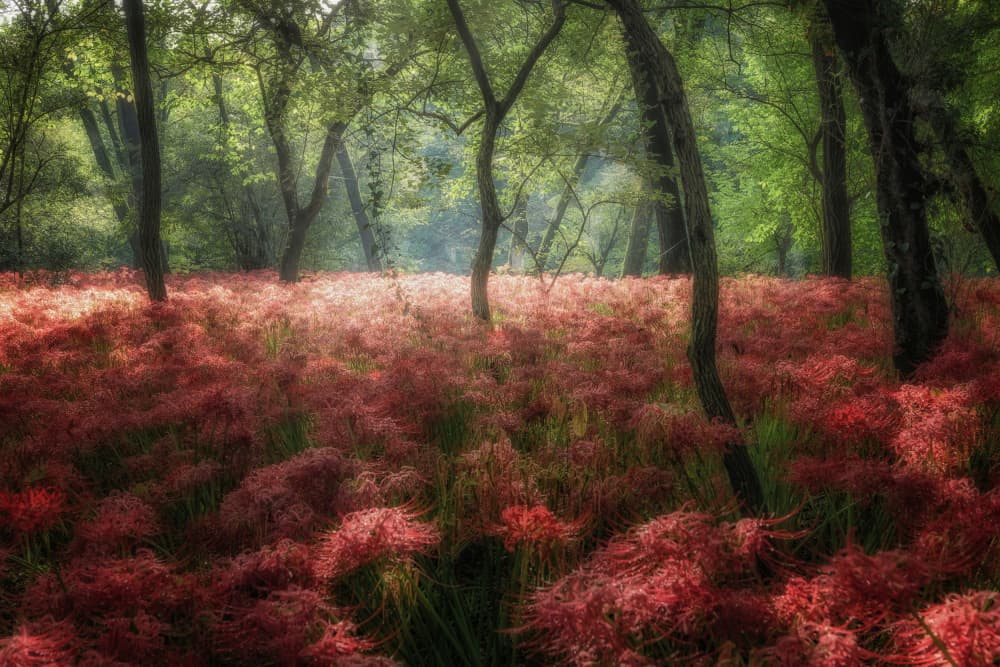 Magical Red Forest by Daiki Suzuki — canvas wall art