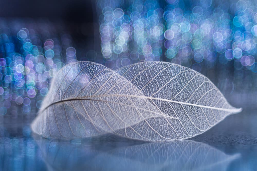 Ethereal Skeleton Leaves by Shihya Kowatari — canvas wall art
