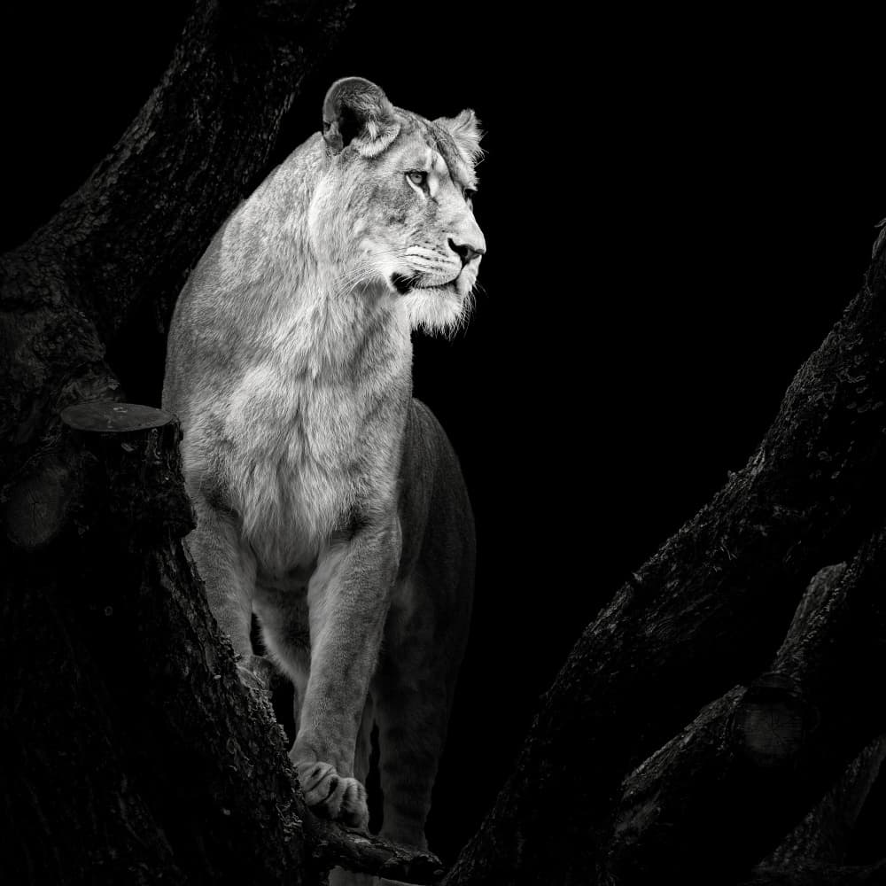 Regal Lioness on Branch by Christian Meermann — canvas wall art