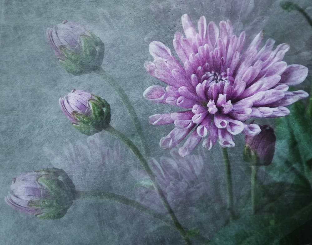 Muted Purple Blooms by Kahar Lagaa — canvas wall art