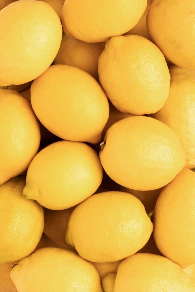 Zesty Yellow Lemons by Pictufy Studio III — canvas wall art