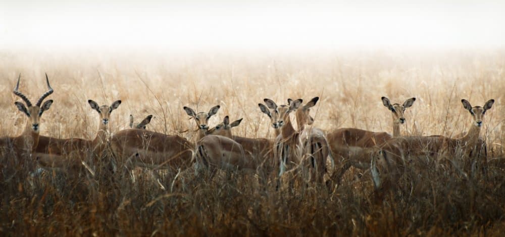 Watchful Impala Herd by Antonio Grambone — canvas wall art