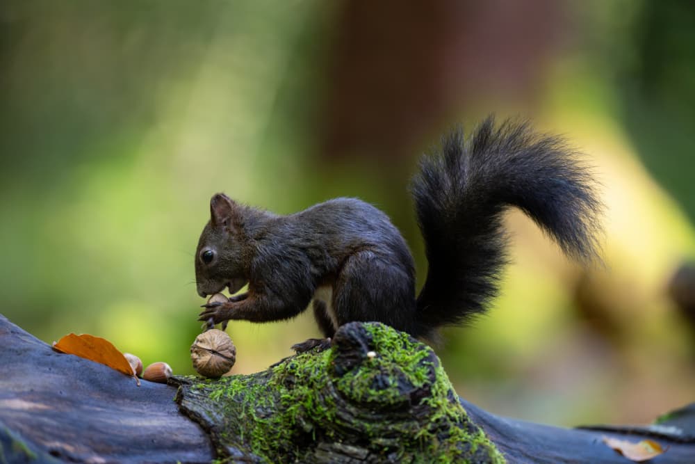 Wild Squirrel with Walnut by Bjoern Alicke — canvas wall art