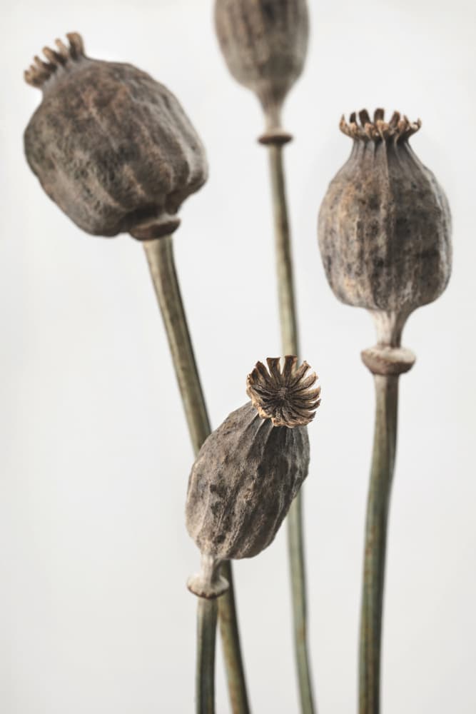 Earthy Poppy Seed Pods by Pictufy Studio III — canvas wall art