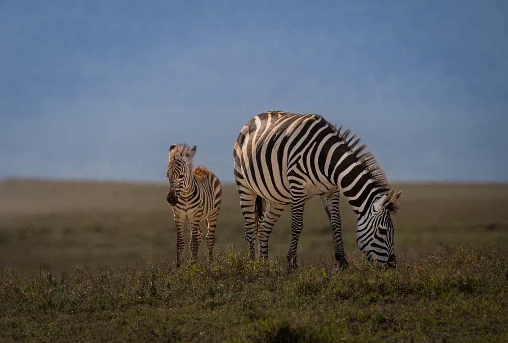 Zebra Mother and Foal by Liwen Tao — canvas wall art