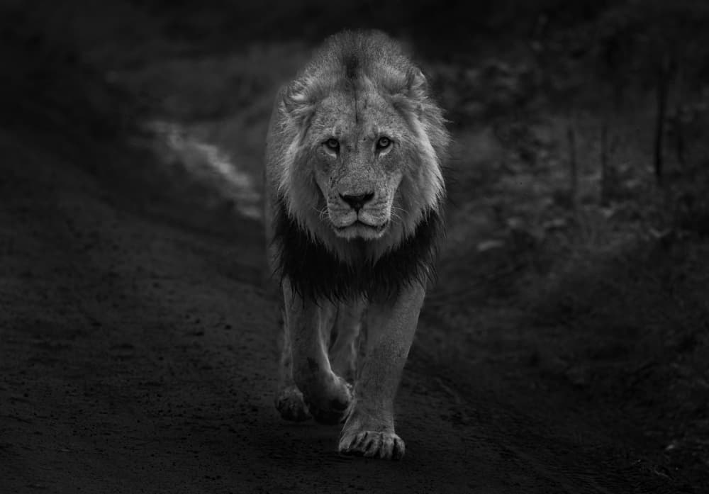 Monochrome Lion Stares by Johnson Huang — canvas wall art