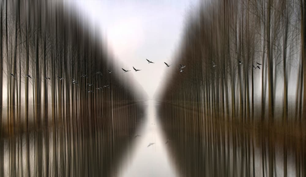 Birds Over Misty Waters by Yvette Depaepe — canvas wall art