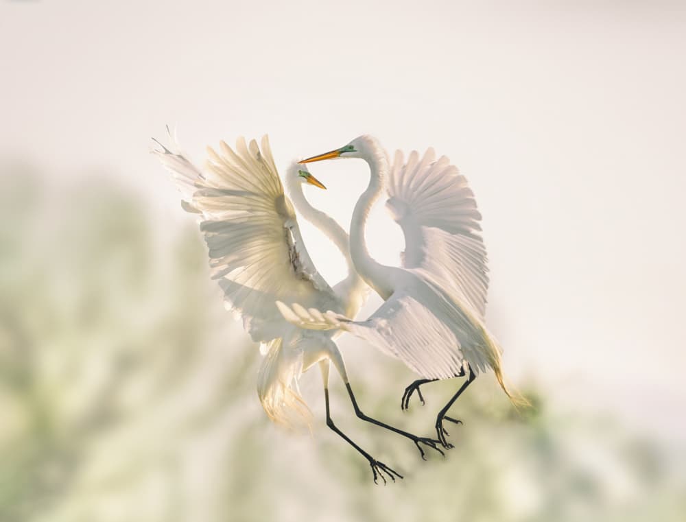 Dancing White Egrets by Shi & Wei — canvas wall art