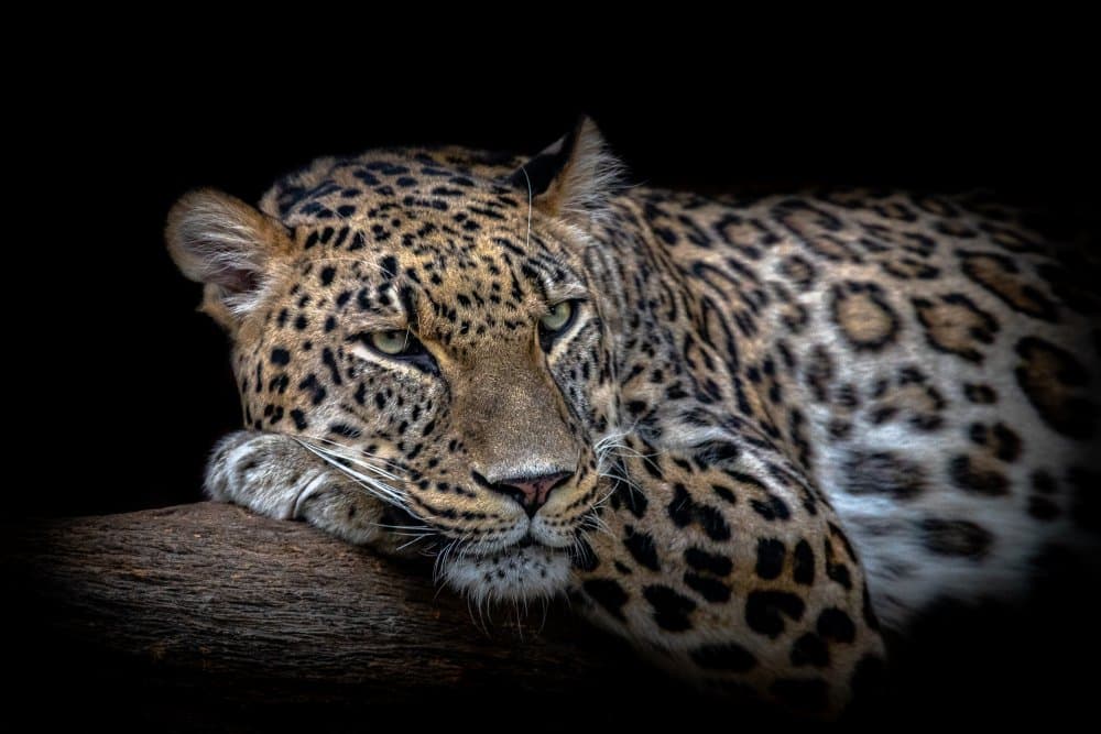 Majestic Leopard Portrait by Nauzet Baez Photography — canvas wall art