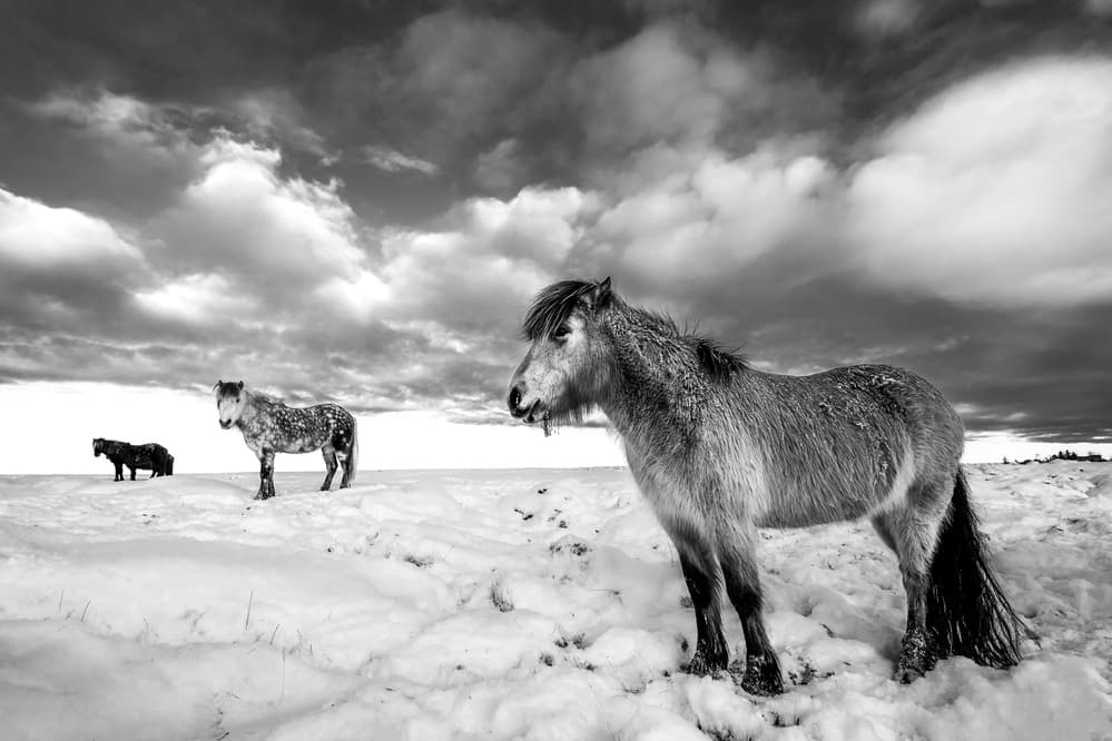 Wild Horses Winter by Faris Saieda — canvas wall art