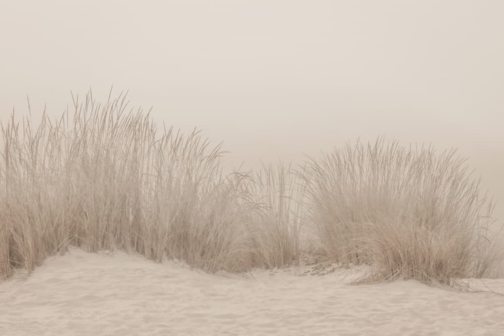 Dunes Grass Beige