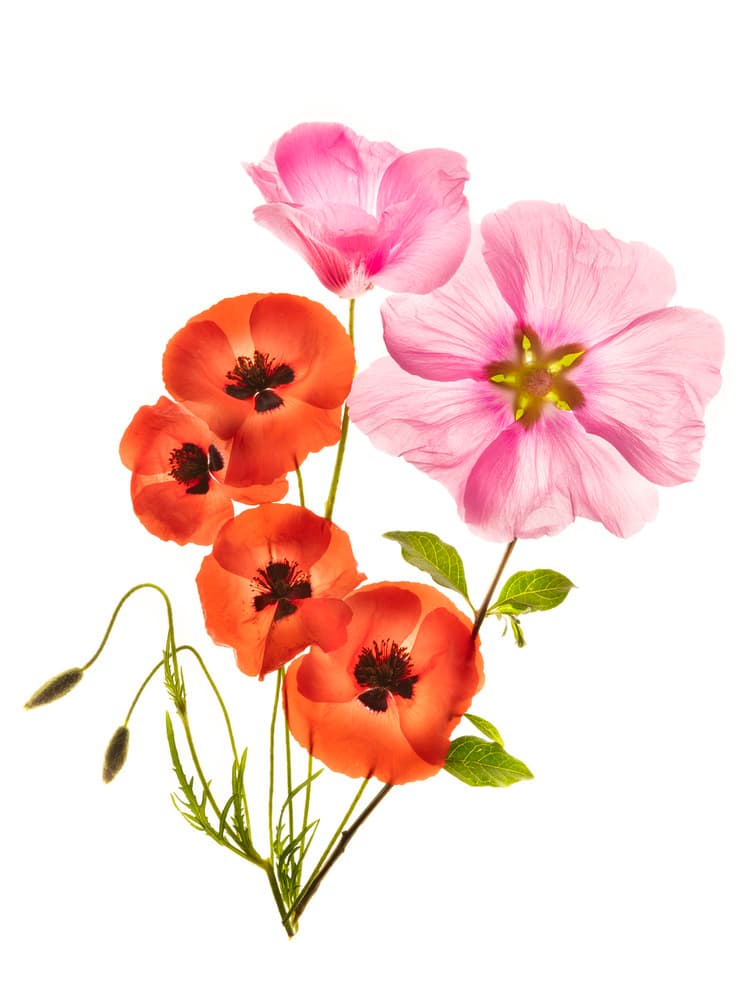 Vibrant Poppy Blooms by Azriel Yakubovitch — canvas wall art
