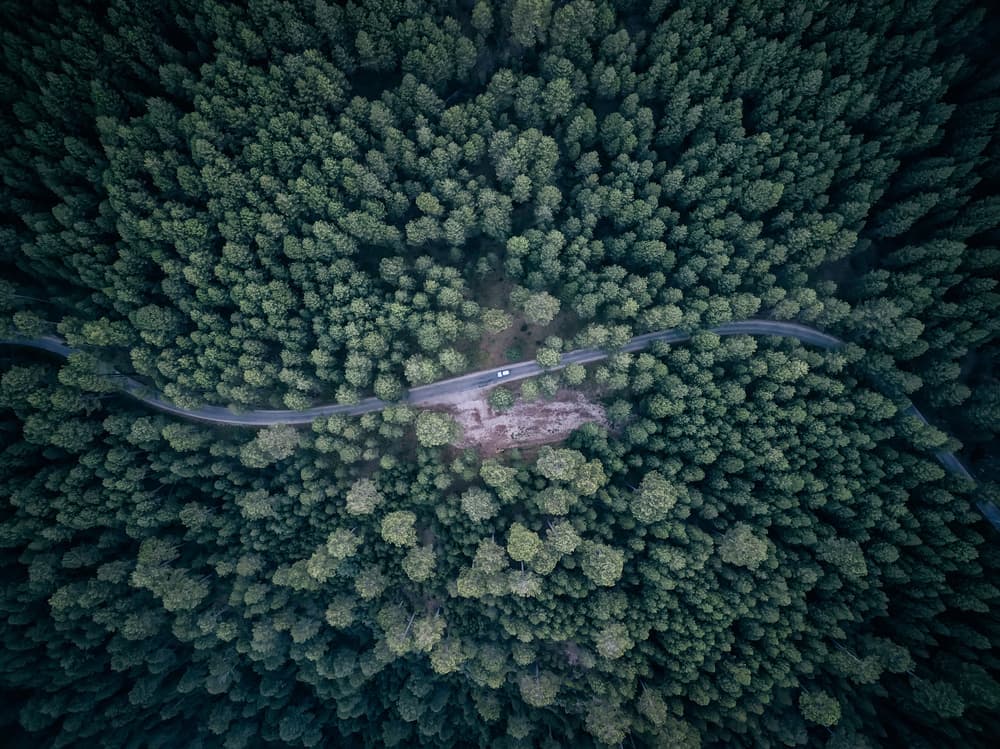 Winding Forest Road by Antonio Carrillo Lopez — canvas wall art