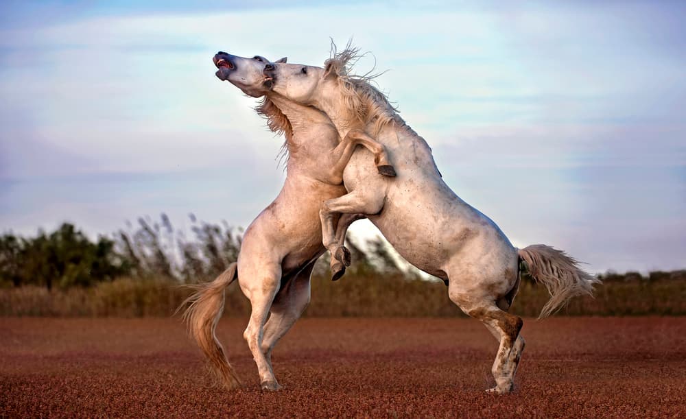 Wild Horses Rearing by Xavier Ortega — canvas wall art