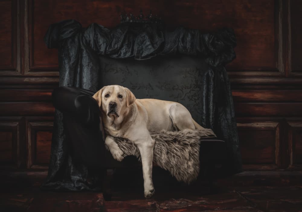 Regal Labrador Lounge by Dorte Irene Sattrup Lund-Nielsen — canvas wall art