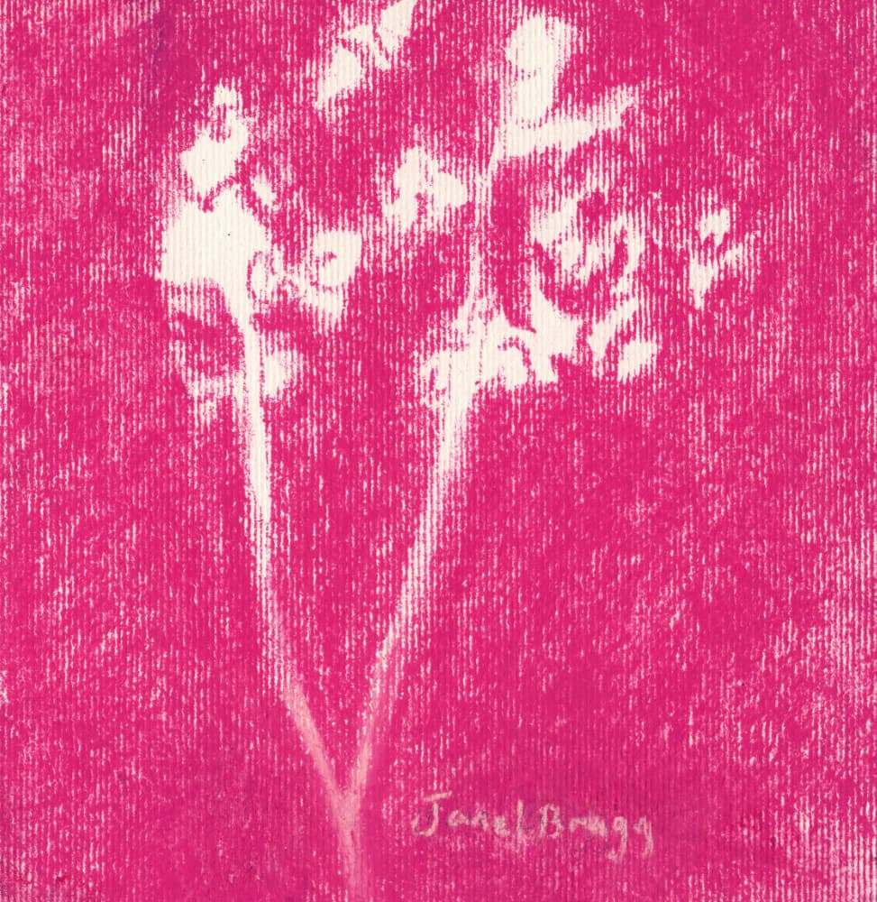 Abstract Pink Botanicals