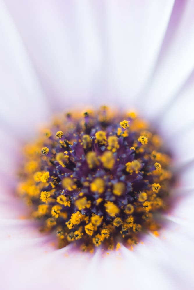 Vibrant Daisy Bloom by Javier Pardina — canvas wall art