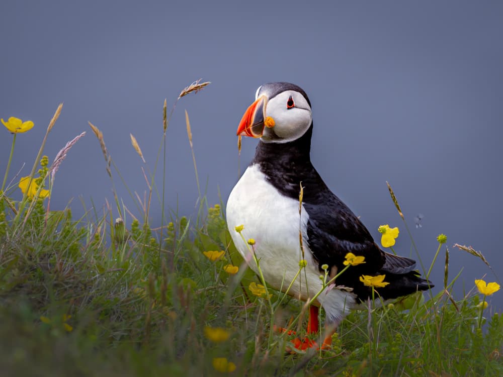 Puffin Among Yellow Flowers by Xiaohong Zhang — canvas wall art