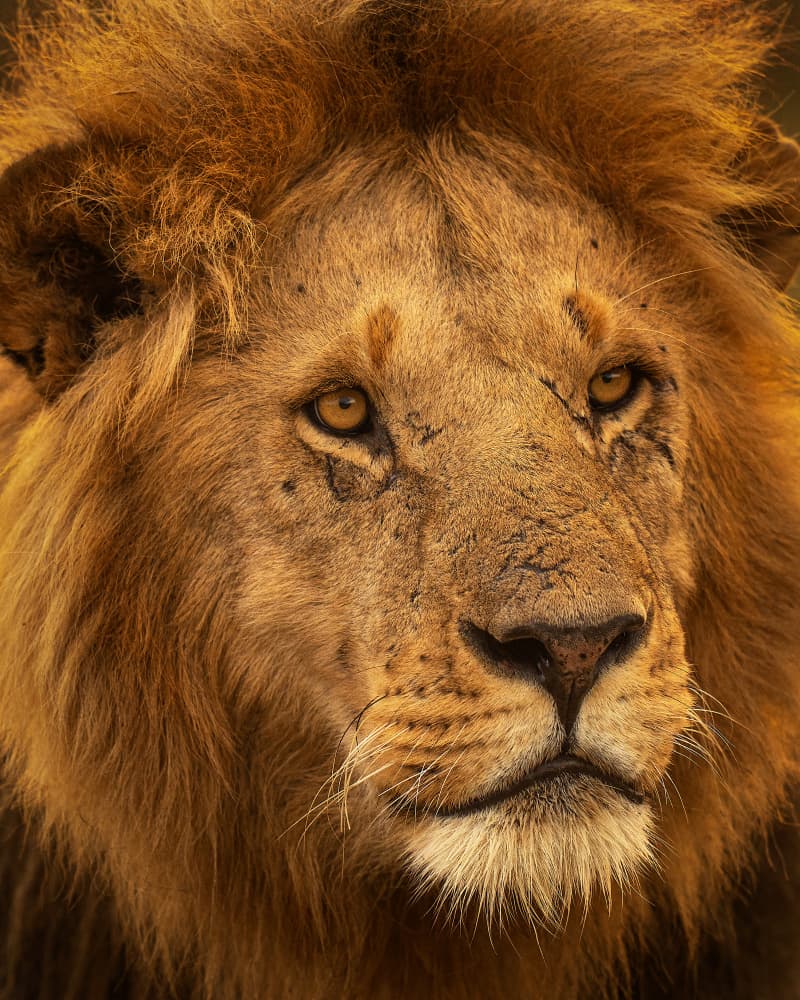 Majestic Lion Gaze by Yogesh Bhatia — canvas wall art