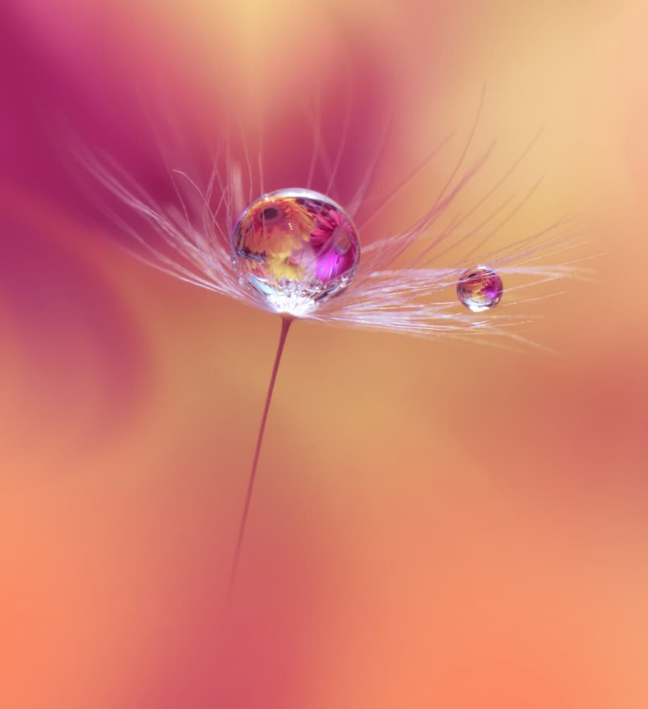 Vibrant Dew Drops by Juliana Nan — canvas wall art