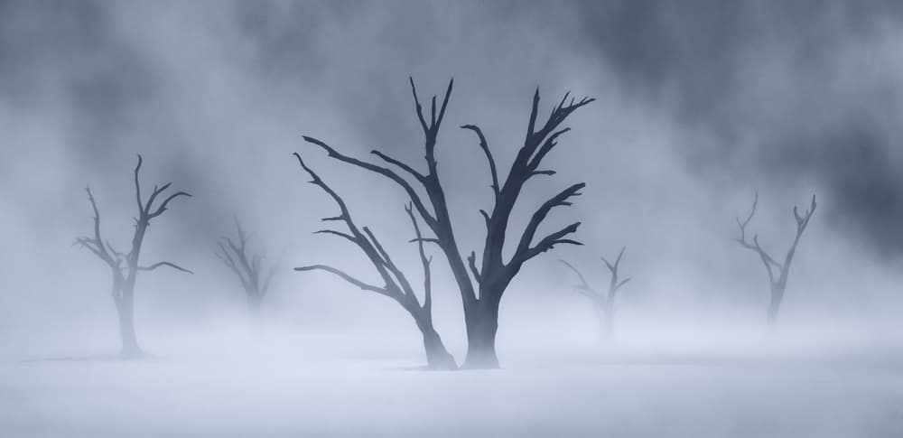 Misty Dead Trees by Ryan Dyar — canvas wall art