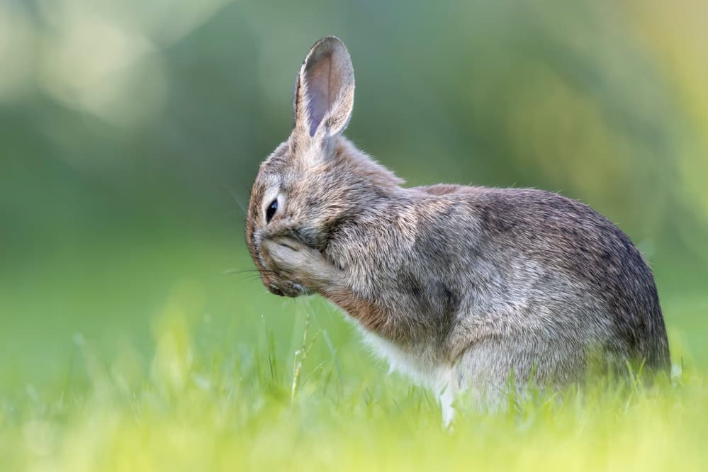 Baby Bunny Grooming by Paolo Bolla — canvas wall art